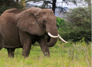 Photo of जंगली हाथी ने मचाया तांडव; 21 घरों को किया तबाह…