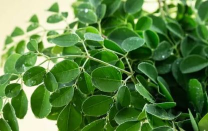 Photo of रोज सुबह उबालकर पिएं इन पत्तों का पानी