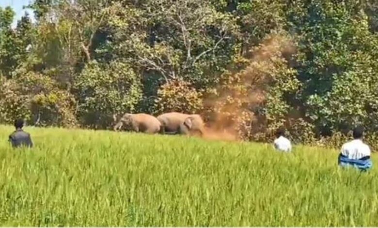 Photo of पीलीभीत में हाथियों का आतंक, सैकड़ों एकड़ में फैली गेंहू और गन्ने की फसलों को किया तबाह!