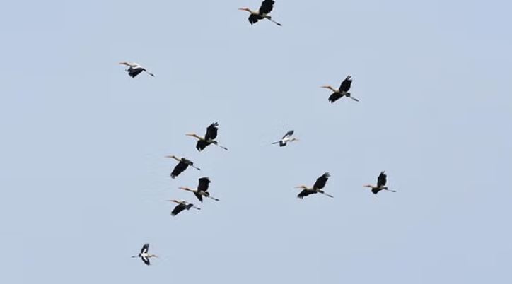 Photo of समय से पहले ही दुनिया भर के रंग-बिरंगे पक्षियों ने कहा अलविदा