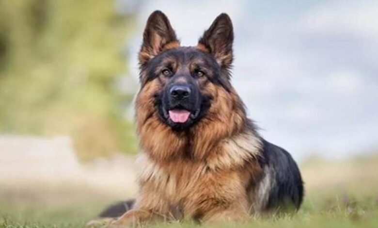 Photo of यूपी: जर्मन शेफर्ड ने नोच-नोच कर मालकिन को उतारा मौत के घाट