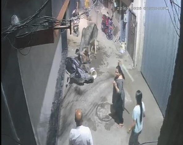 Photo of हरियाणा में गलियो और सड़कों पर घूम रहे हैं सैंकड़ो बेसहारा गौवंश