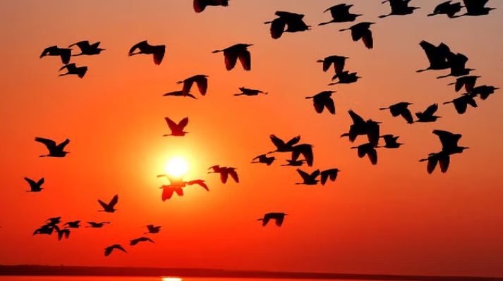 Photo of हर साल हजारों पशु-पक्षियों की जान बचा रहा दिल्ली का दमकल विभाग