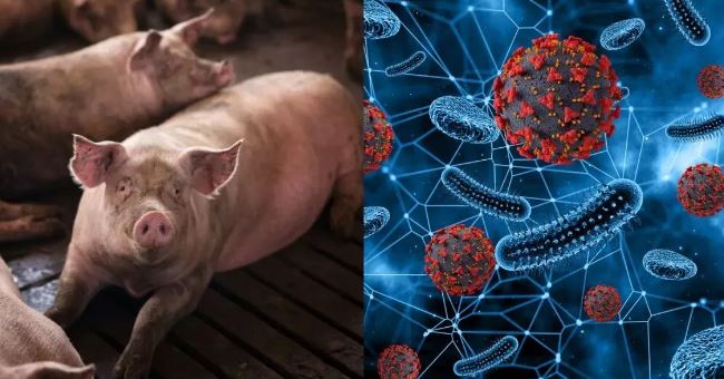 Photo of मिजोरम में अफ्रीकी स्वाइन फीवर का कहर, एक हजार से ज्यादा सूअरों की मौत