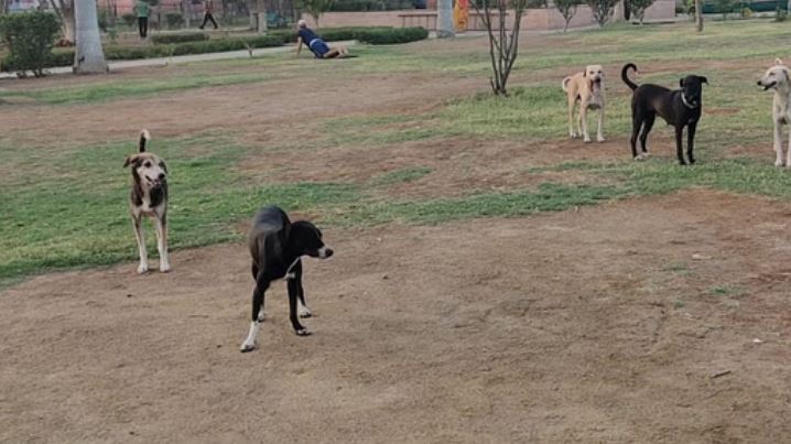 Photo of दिल्ली: लावारिस कुत्तों की बढ़ती समस्या पर जंतर-मंतर पर धरना आज