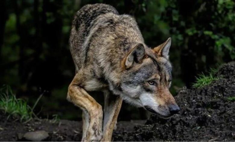 Photo of बहराइच में मौत बनकर आया आदमखोर भेड़िया, मासूम को घसीटते हुए ले गया जंगल…
