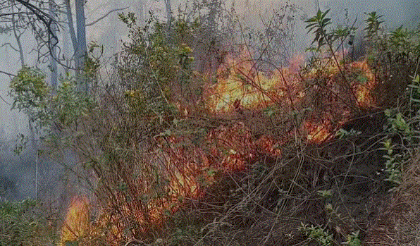 Photo of पिछले 24 घंटे में 30 हेक्टेयर जंगल जला, प्रदेश में अब तक 112 वनों में आग लगने की घटनाएं हो चुकी