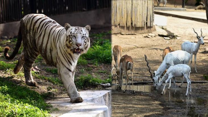 Photo of दिल्ली: चिड़ियाघर में आज से खुलेगा रेप्टाइल हाउस, सर्दियों में किया गया था बंद