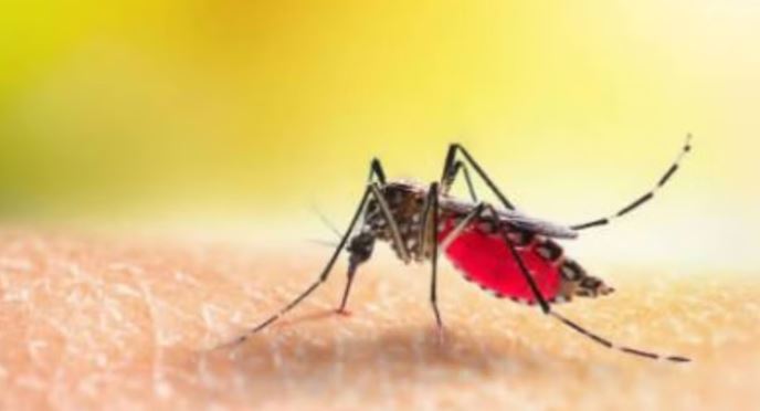 Photo of मच्छरों से जंग में दिल्ली पड़ रही है कमजोर, अब वर्ष भर डराने लगा डेंगू…