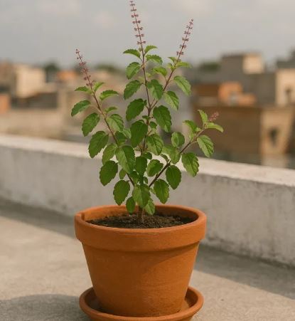 Photo of पूजा में करें मां तुलसी के इन मंत्रों का जप, कर्ज की समस्या होगी दूर