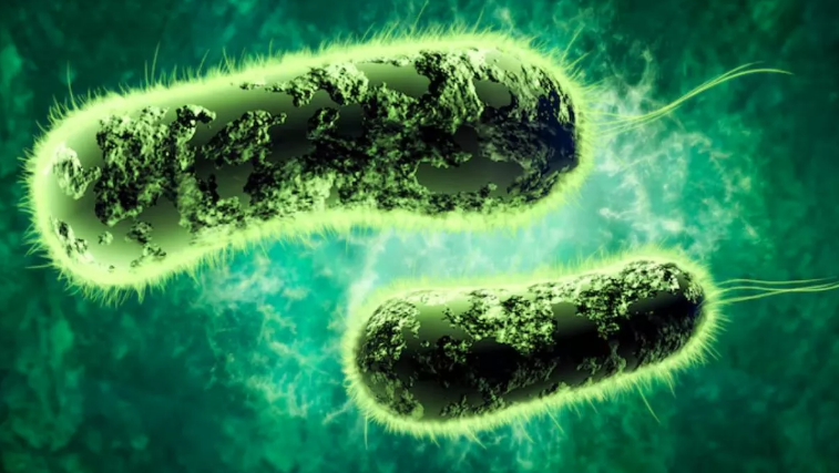 Photo of अस्पतालों में 30% इन्फेक्शन के लिए जिम्मेदार स्यूडोमोनास एरुगिनोसा बैक्टीरिया, स्टडी में हुआ खुलासा