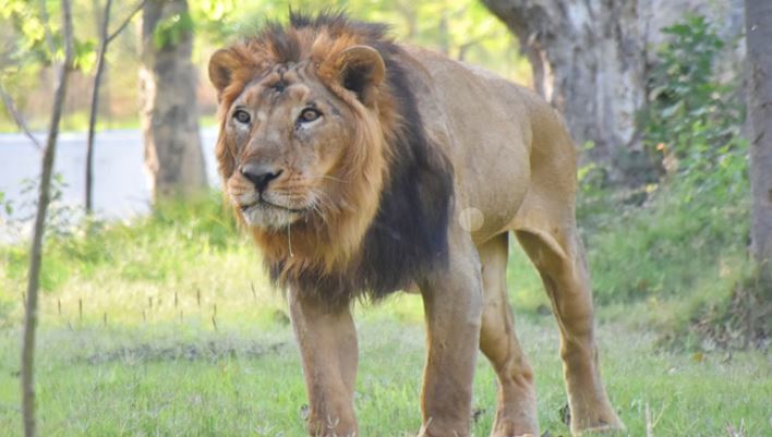 Photo of गोरखपुर चिड़ियाघर: शेर पटौदी भी अब बीमार…कानपुर चिड़ियाघर में होगा इलाज