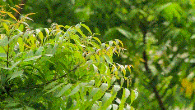 Photo of रोज सुबह खाली पेट चबाना शुरू कर दें नीम के पत्ते, मिलेंगे 7 बड़े फायदे