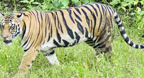 Photo of बांधवगढ़ में बाघिन का आतंक, एक और महिला हुई शिकार, गांव में फैला भय