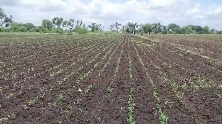 Photo of उत्तराखंड: राज्य में प्राकृतिक खेती से महकेगी कपूर की खुशबू