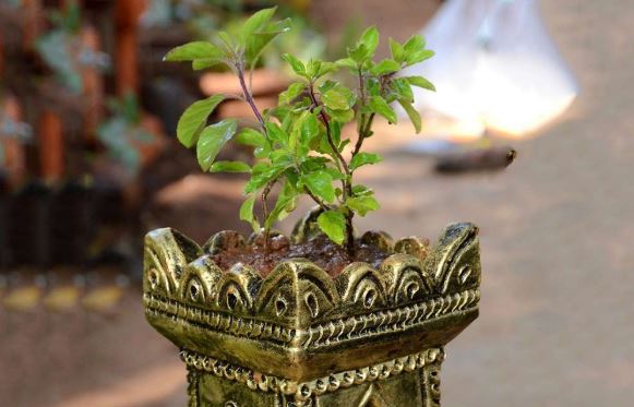 Photo of गुरुवार के दिन तुलसी पूजा में जरूर करें ये काम, प्रसन्न होंगे जगत के पालनहार