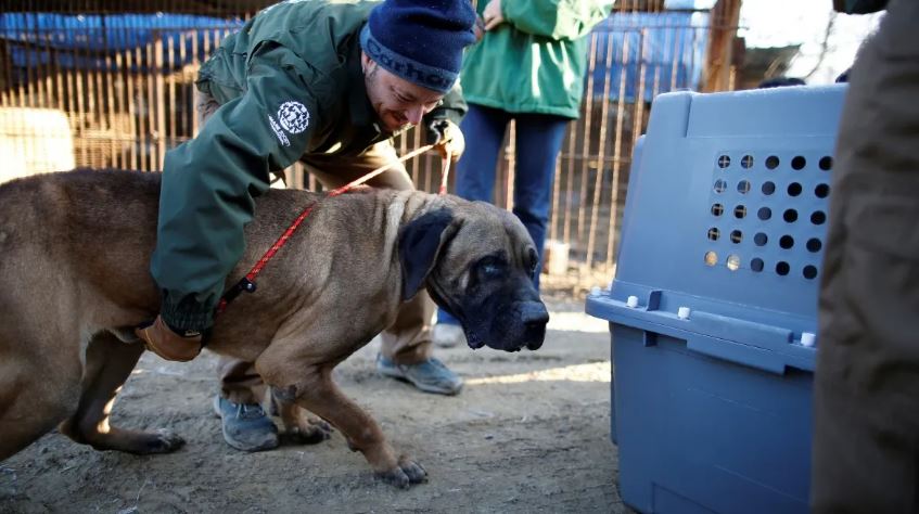 Photo of साउथ कोरिया में 2027 तक कुत्ते के मांस पर पूरी तरह बैन