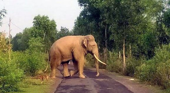 Photo of गजराज के कदमों से तय होगी वन कर्मियों की गश्त, राजाजी में वन्यजीवों के हलचल को लेकर अध्ययन शुरू