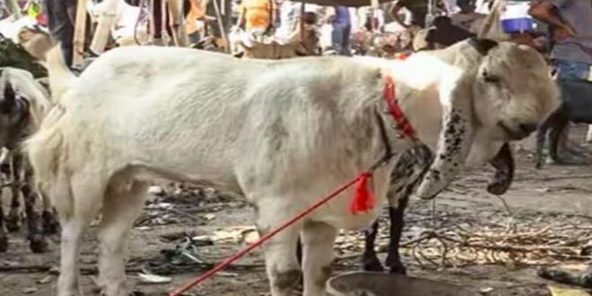 Photo of बकरीद से पहले दिल्ली सरकार का बड़ा फैसला