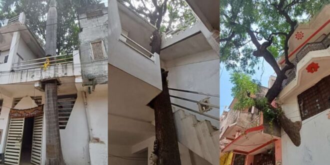 Photo of दमोह में ‘ग्रीन होम’ का ट्रेंड, पर्यावरण के लिए बदली जीवनशैली, पेश की अनोखी मिसाल