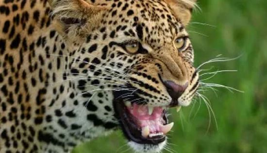 Photo of महिला को मारने वाले गुलदार को वन विभाग की टीम ने किया ढेर, गांव में दहशत में थे लोग