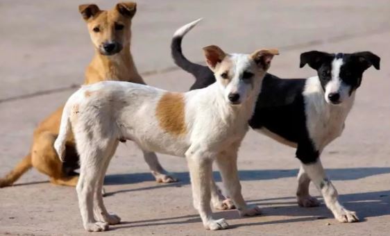 Photo of ईरान में 20 से ज्यादा शहरों में कुत्तों को घुमाने पर लगी रोक, नियम तोड़ने पर होगी कार्रवाई