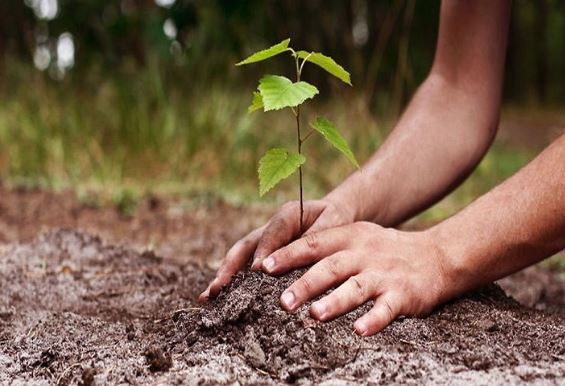 Photo of मध्य प्रदेश के 233 स्‍थानों की 1000 एकड़ भूमि पर किया जाएगा पौधरोपण