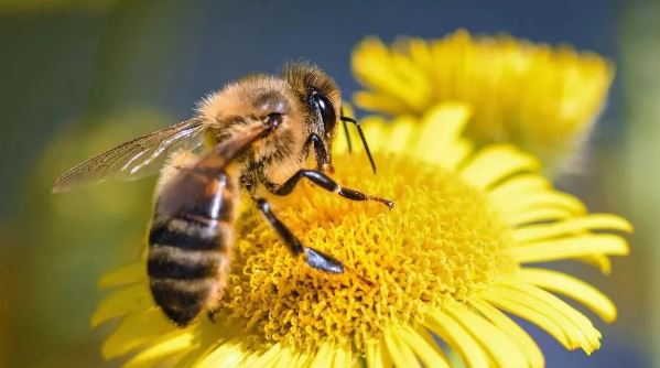 Photo of अब मधुमक्खियों की फौज बनाएगा ड्रैगन! दुनिया की सबसे हल्की ब्रेन कंट्रोलर मशीन