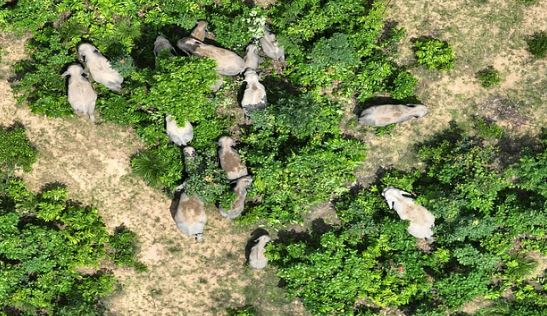 Photo of  विचरण करते दिखा 17 हाथियों का दल, काम करने वाले लोगों में दहशत