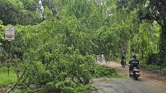 Photo of जगदलपुर से दंतेवाड़ा जाने वाले मार्ग पर गिरा विशालकाय पेड़, आवाजाही बाधित