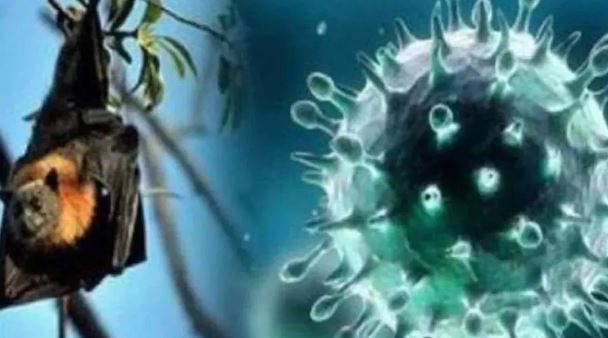 Photo of केरल में फिर पैर पसार रहा है निपाह वायरस, एक और शख्स की मौत ने बढ़ाया डर