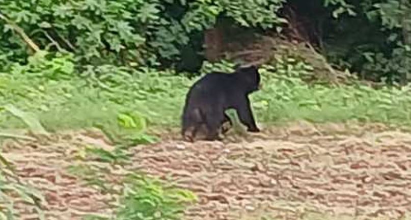 Photo of छत्तीसगढ़: सूरजपुर में भालू का आतंक, हमले में एक युवक गंभीर रूप से घायल