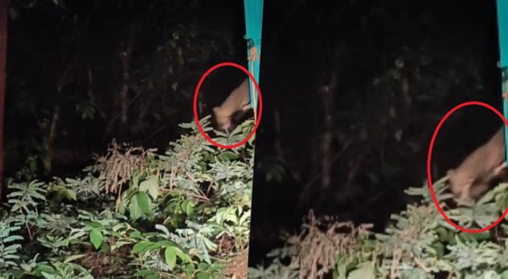 Photo of छत्तीसगढ़ : वन विभाग की टीम ने 15 अगस्त के दिन तेंदुए को किया आजाद