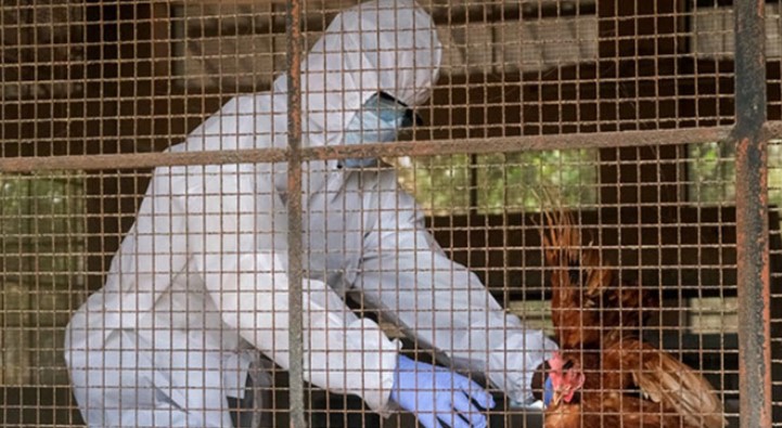 Photo of उत्तराखंड: बर्ड फ्लू की दस्तक ने बढ़ाई चिंता, अंडे और चिकन के कारोबार पर असर