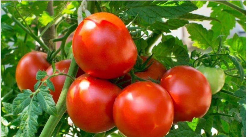 Photo of रोज खाते हैं टमाटर, कभी सोचा भारत में कहां होता है सबसे ज्यादा उत्पादन