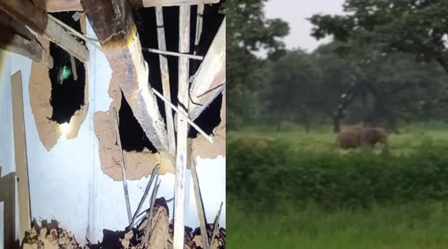 Photo of छत्तीसगढ़: गांव में हाथियों का आतंक, मकान तोड़ा,कमरे में दुबककर परिवार ने बचाई जान