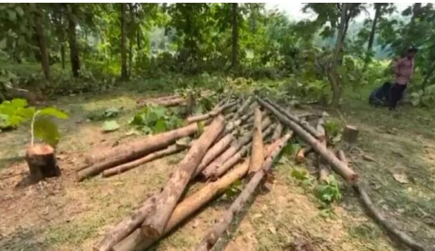 Photo of छत्तीसगढ़:  सागौन के 230 पेड़ों की अवैध कटाई, एमआरएस मिनरल्स के संचालक पर आरोप
