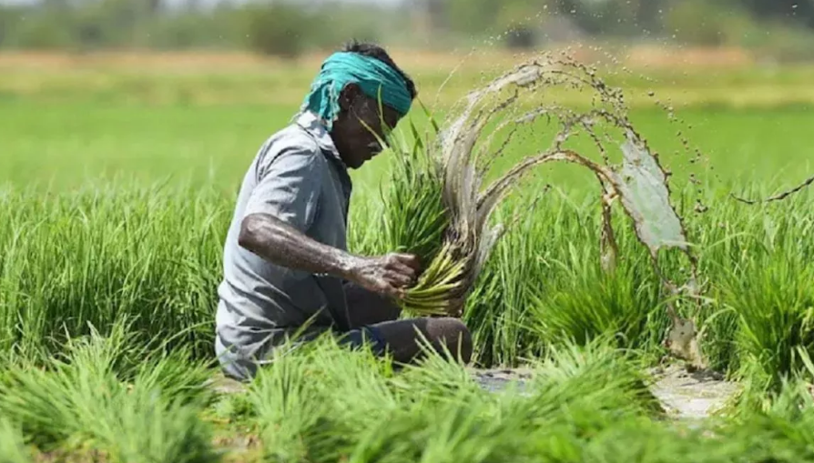 Photo of किसानों के लिए वरदान साबित हो रही फसल बीमा, आंकड़े दे रहे गवाही