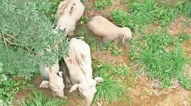 Photo of कोरबा में 61 हाथियों का उत्पात, 32 किसानों की फसल बर्बाद