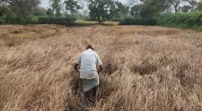 Photo of छत्तीसगढ़: बालोद जिले के किसानों पर फसल बर्बादी का कहर