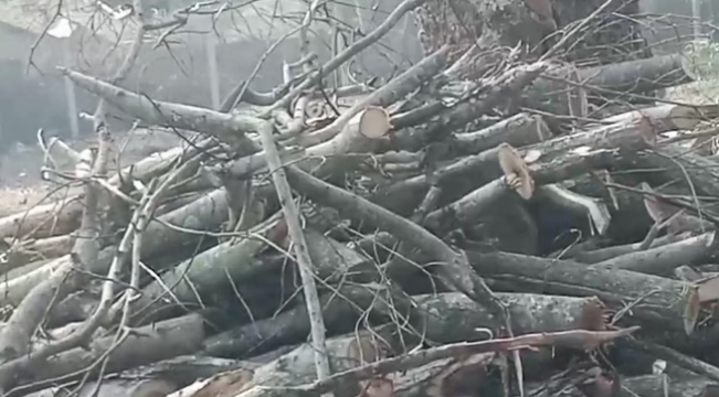 Photo of कोंडागांव: हरा सोना लूटने की खुली छूट, अधिकारियों को नहीं भनक