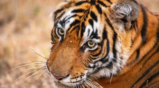 Photo of राजाजी टाइगर रिजर्व में बाघों के आकलन को लेकर तैयारी शुरू