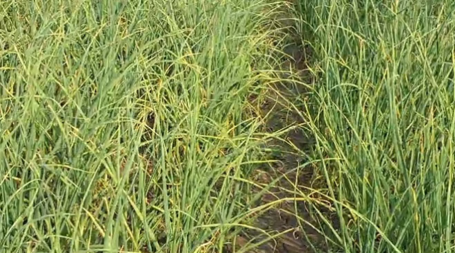 Photo of उत्तराखंड: 25 साल में उत्पादन तो बढ़ा, लेकिन खेती का रकबा साल दर साल घटा