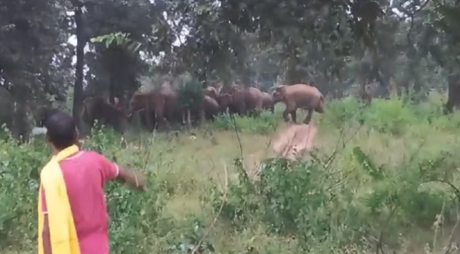 Photo of कोरबा: किसानों की फसलों का नुकसान पहुंचा रहा हाथियों का झुंड