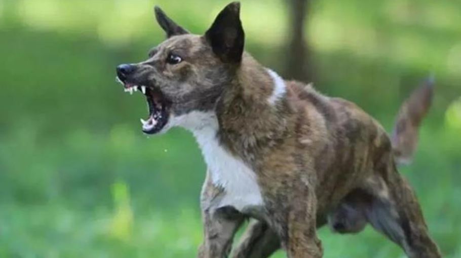 Photo of अलीगढ़ में हैरान कर देने वाला मामला! कुत्ते के काटने के 14 घंटे बाद युवक भौंकने और काटने लगा—इंसान या जानवर