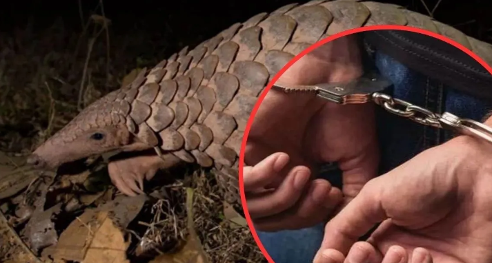 Photo of पेंगोलिन का अंतरराष्ट्रीय तस्कर लात्लेंन कुंगा मिजोरम से गिरफ्तार