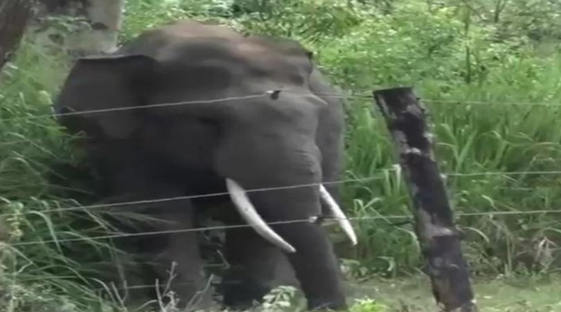 Photo of कोरबा: सोते समय पति-पत्नी पर लोनर हाथी ने किया हमला