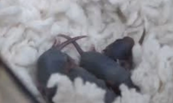 Photo of चीन में अंतरिक्ष मिशन से लौटने के बाद मादा चूहे ने बच्चों को दिया जन्म