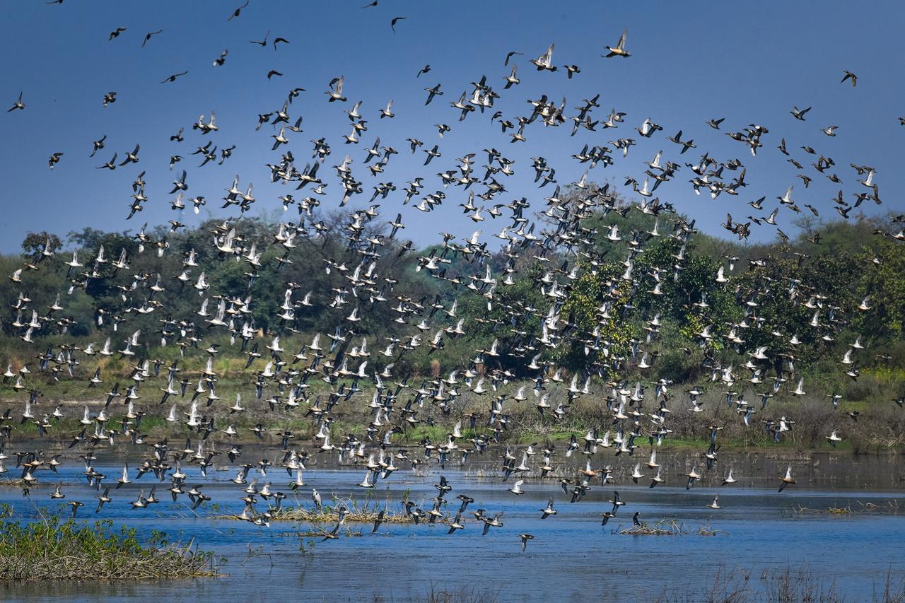 Photo of छत्तीसगढ़ का पहला रामसर साइट बना कोपरा जलाशय, मुख्यमंत्री ने जताया गर्व