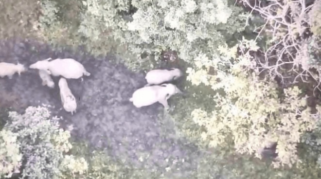 Photo of कोरबा में फिर गजराज की दहशत: 15 हाथियों का झुंड कर रहा विचरण